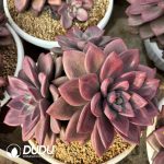 Echeveria Hephaestus Cluster