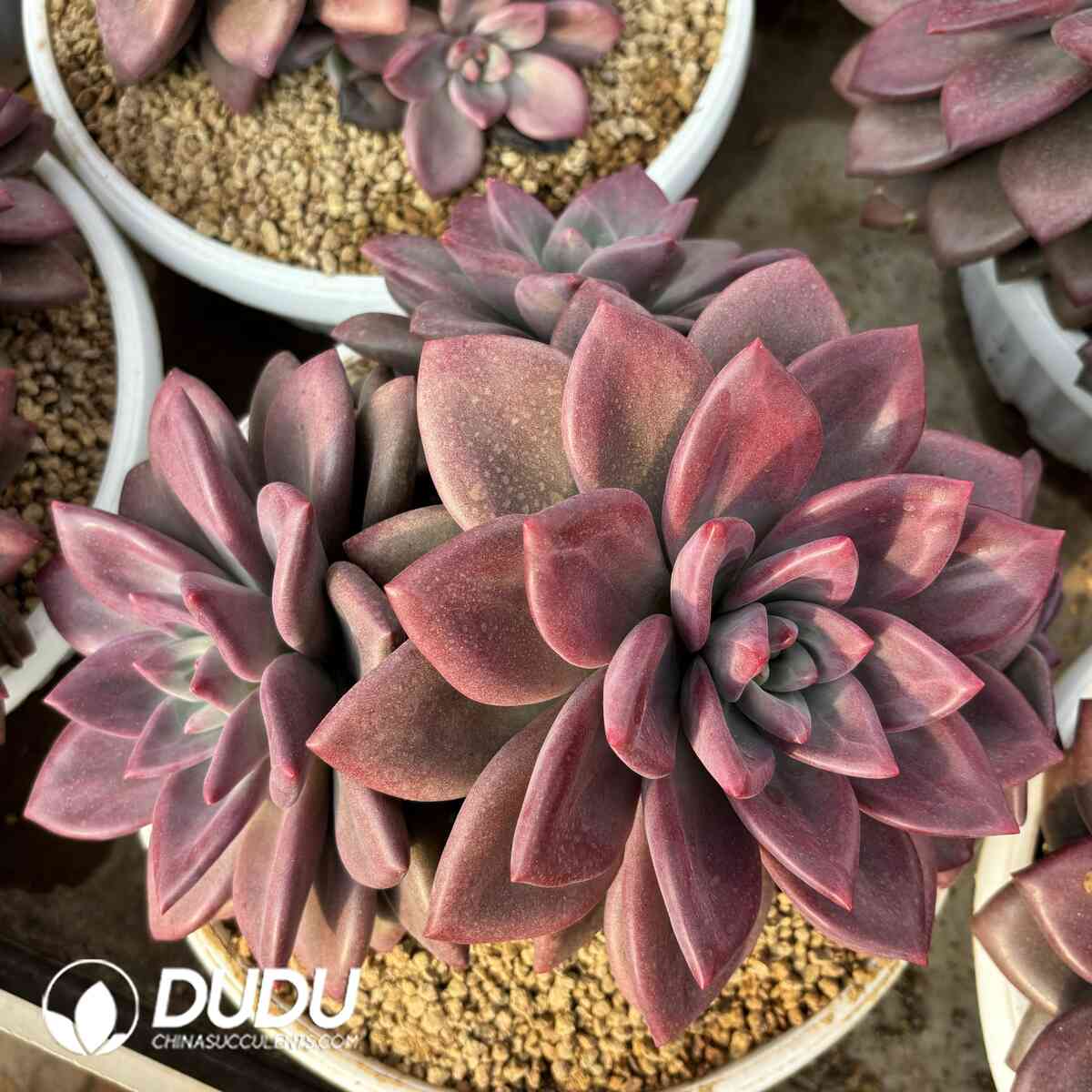 e201-1029.jpg Echeveria Hephaestus Cluster - Image 1