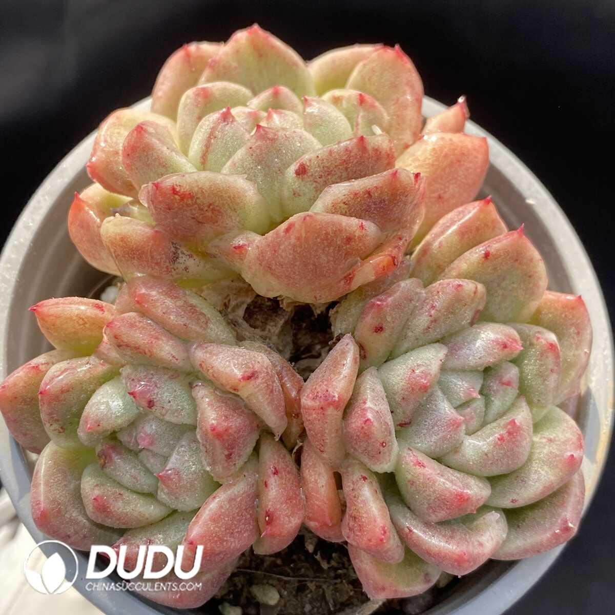 e201-103.jpg Echeveria Little Elf Clustering - Image 1