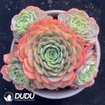Echeveria Babysurprise Cluster