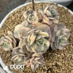 Echeveria Lovely Rose Variegated Cluster