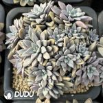 Echeveria Luoyang Red Cluster