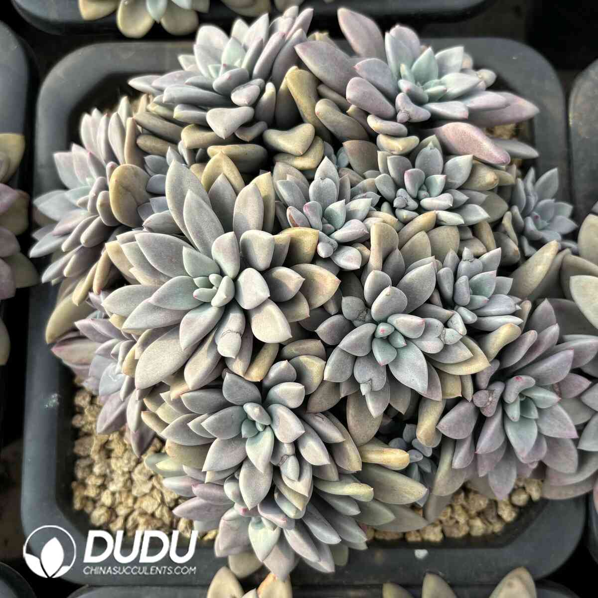 e201-1033.jpg Echeveria Luoyang Red Cluster - Image 1