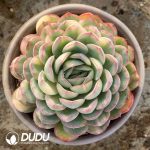 Echeveria Strawberry Ice Variegated