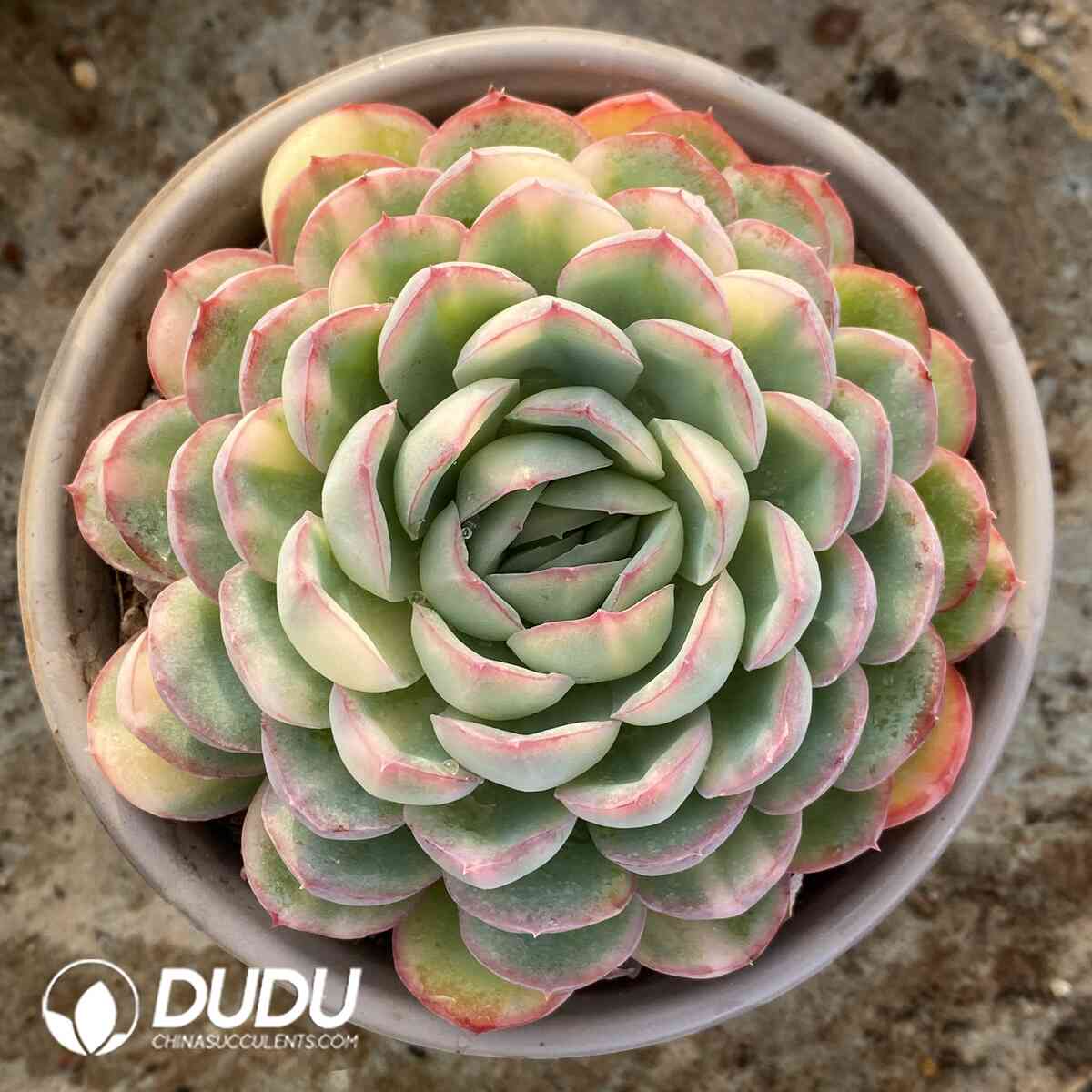 e201-1034.jpg Echeveria Strawberry Ice Variegated - Image 1