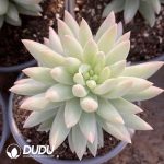 Sedum Harry Butterfield