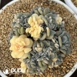 Echeveria Exotic Variegated Cristata