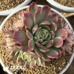 Echeveria Pink Crystal Variegated Cluster