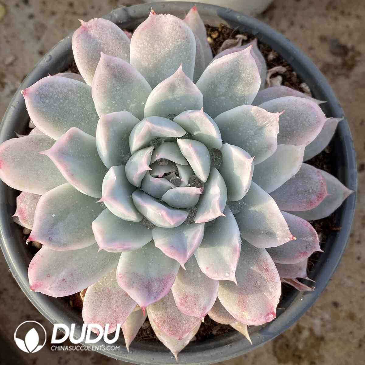 e201-1038.jpg Echeveria Peacockii 'Desmetiana' Variegated - Image 1