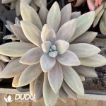 Pachyphytum Original Consort Yu Clustering