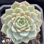 Echeveria White Peach