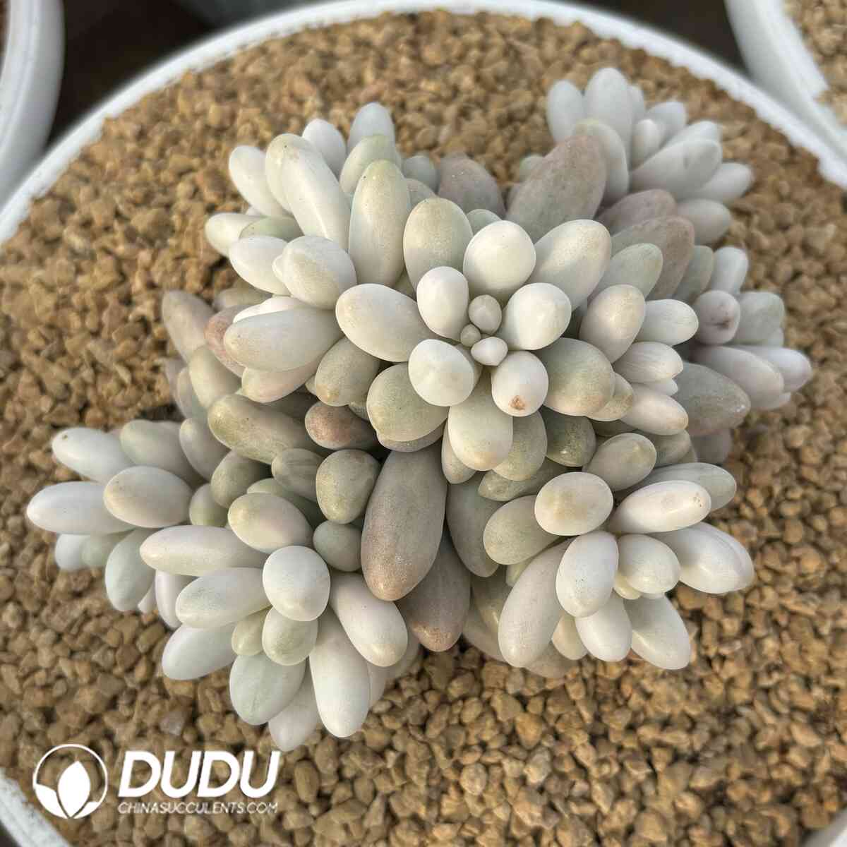 e201-1040.jpg Graptopetalum Glutinous Rice Balls Variegated Cluster - Image 1