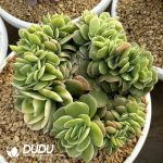 Echeveria Sinatra Variegated Cristata