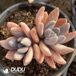 Pachyphytum Oviferum cv. Shireiden Double Heads