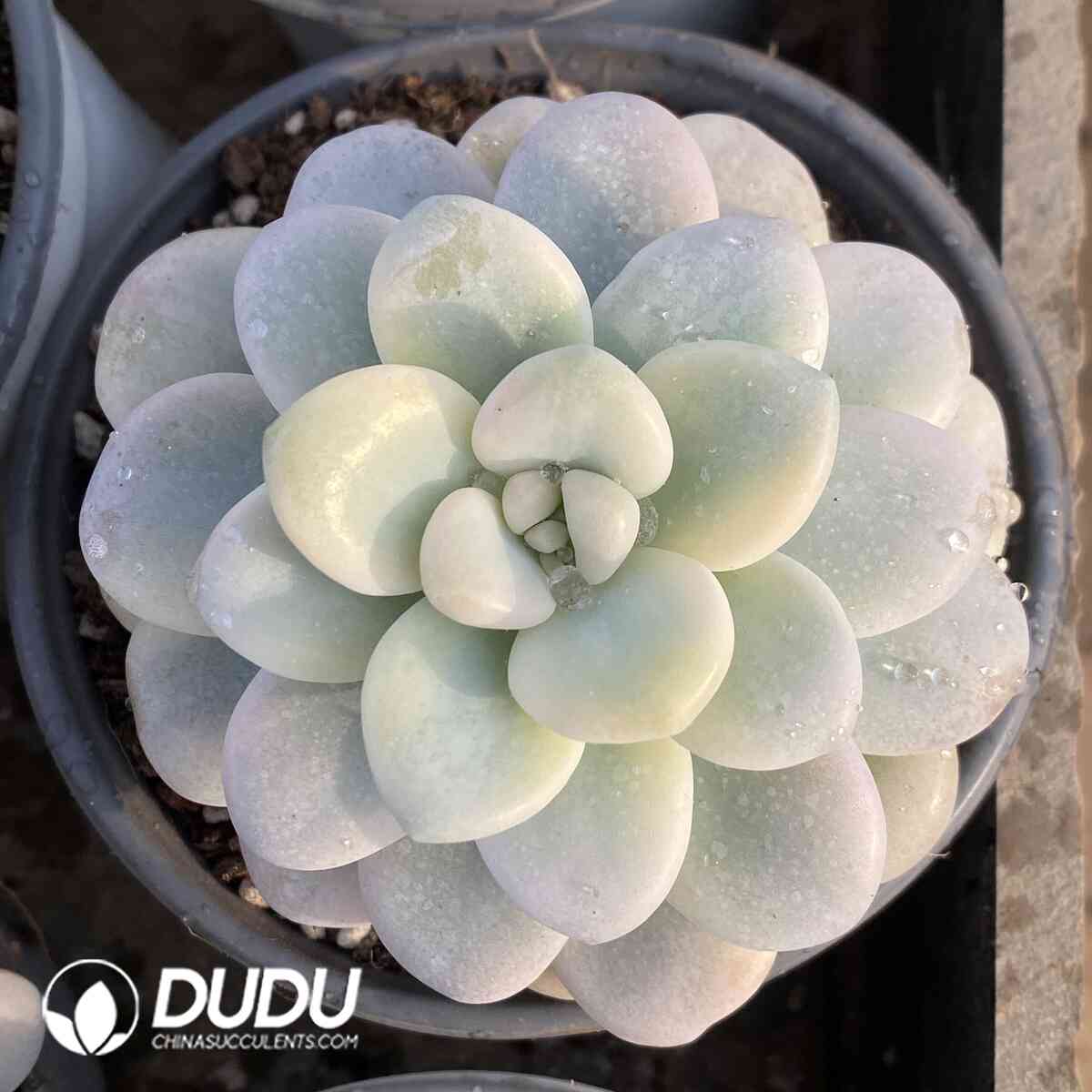 e201-1043.jpg Graptopetalum Miul Variegated - Image 1