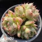 Echeveria Malgan Clustering