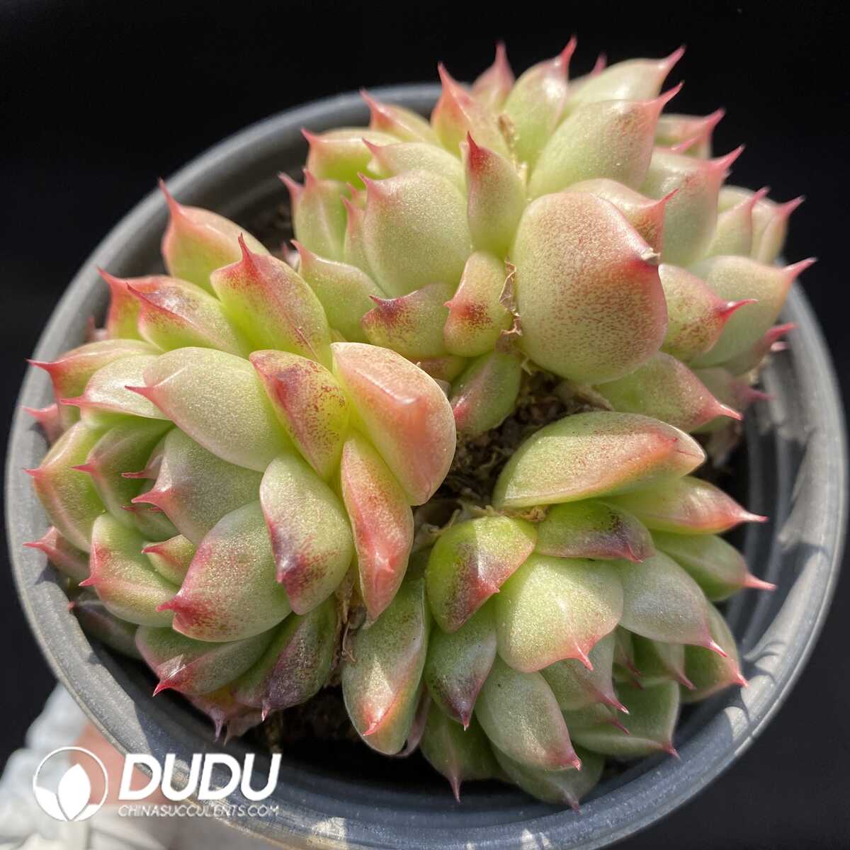 e201-105.jpg Echeveria Malgan Clustering - Image 1