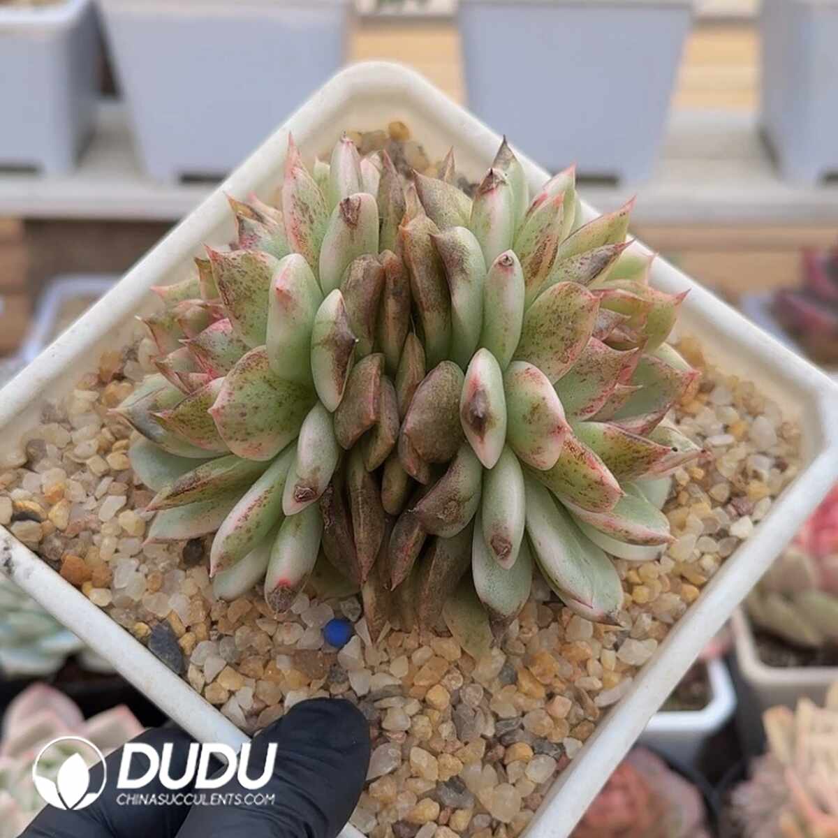 e201-1051.jpg Echeveria Green Crystal Variegated Double Heads - Image 1