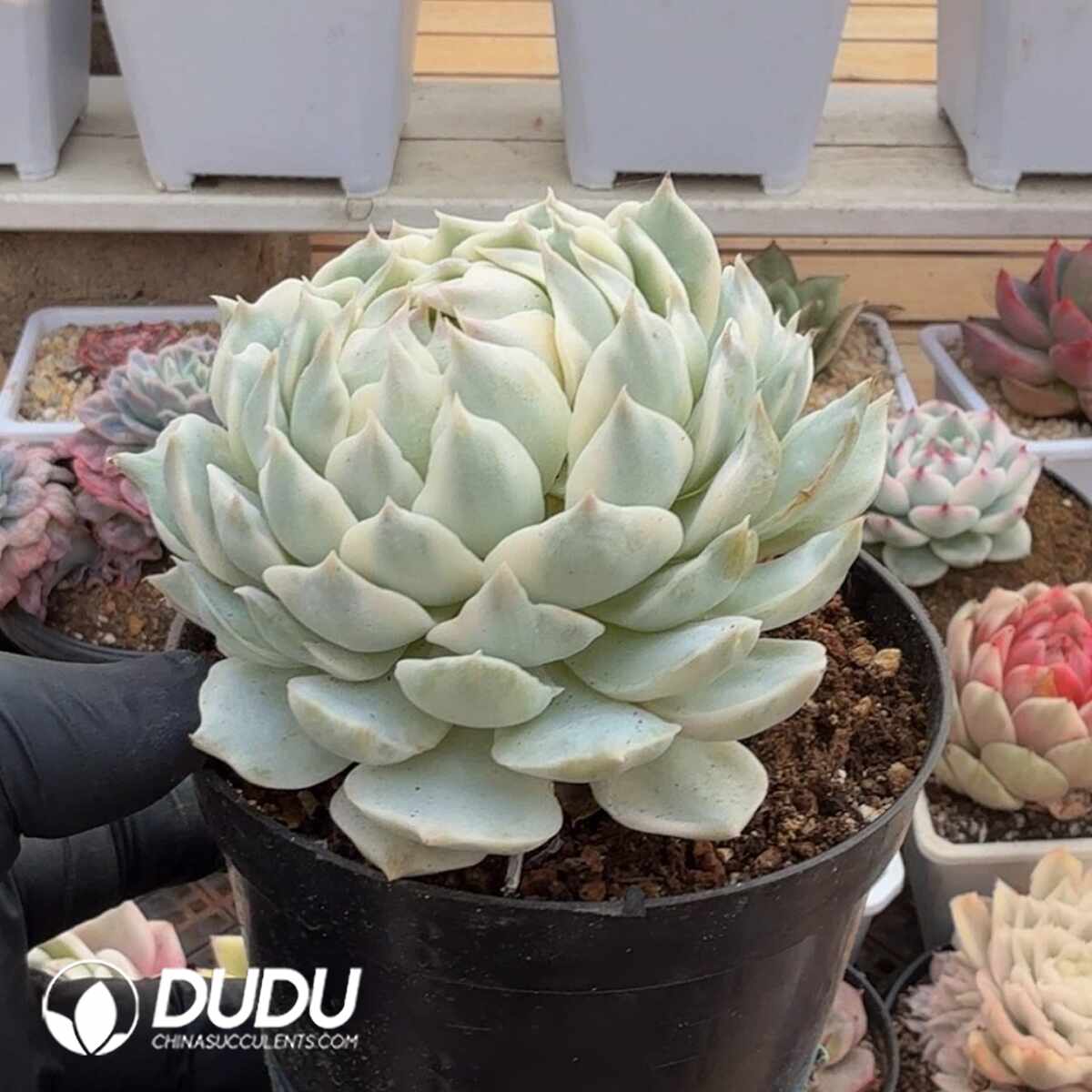 e201-1052.jpg Echeveria Luna Lian Variegated - Image 1