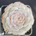 Echeveria Pure Love