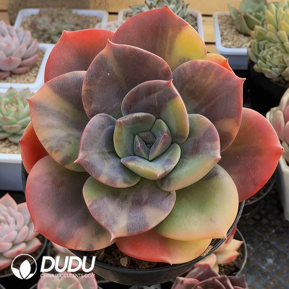 e201-1067.jpg Echeveria Bluementa Variegated - Image 1