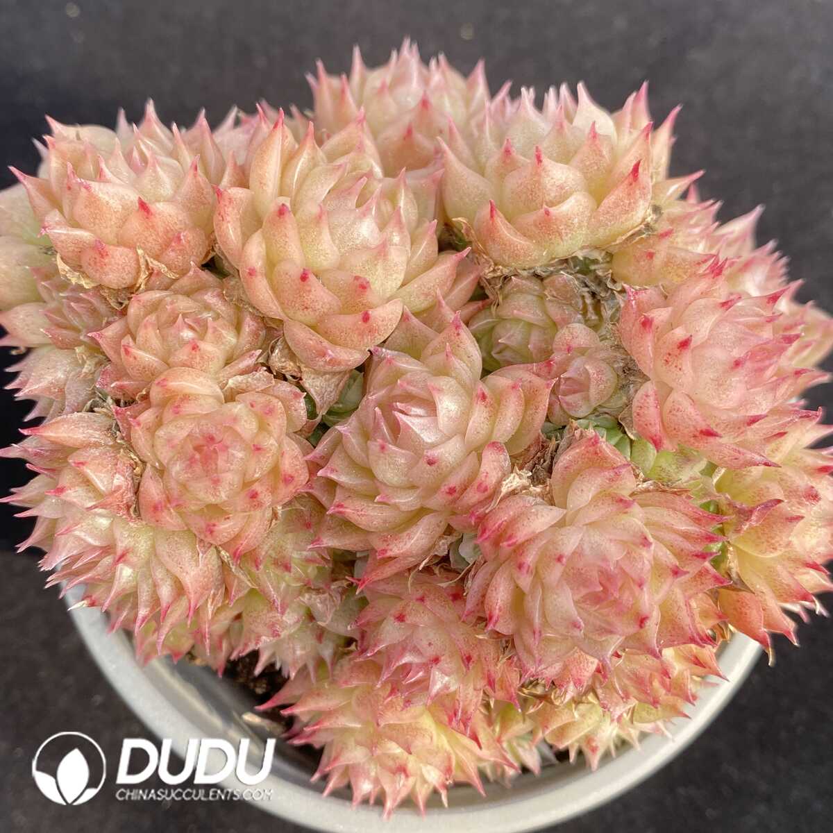 e201-107.jpg Echeveria White Peach Bubbles Clustering - Image 1