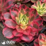 Aeonium As You Wish