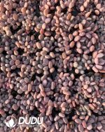 105pcs Echeveria Cupid Seedlings