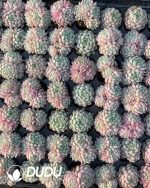 105pcs Echeveria Ball of Fat Seedlings