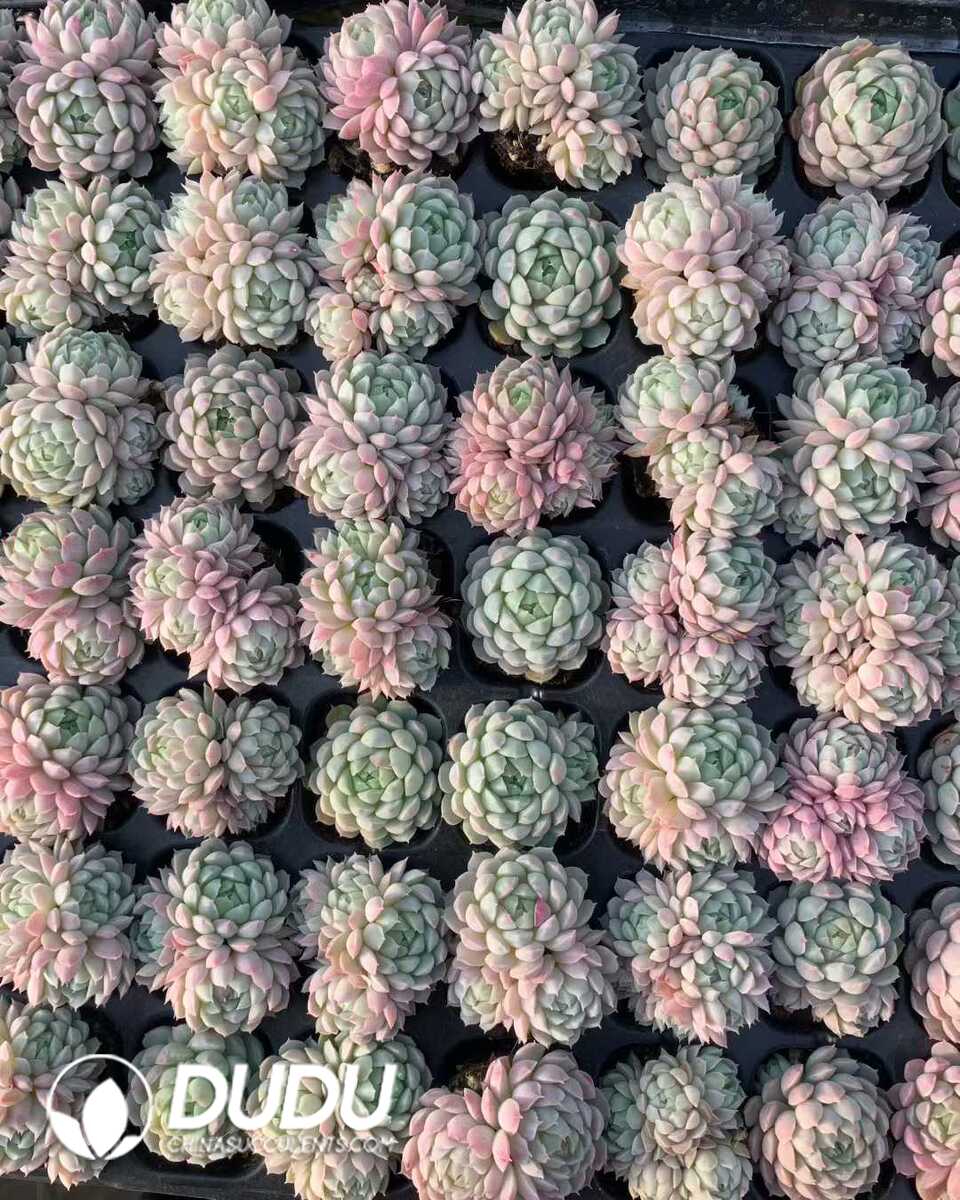 e201-1075.jpg 105pcs Echeveria Ball of Fat Seedlings - Image 1