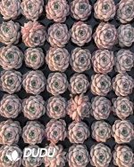 105pcs Echeveria Poseidon Seedlings