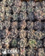 105pcs Echeveria Orange Monroe Seedlings