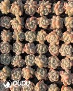 105pcs Echeveria Ice Green Seedlings