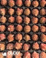 105pcs Echeveria Red Queen Seedlings