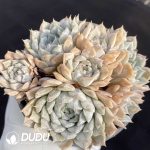 Echeveria Marry Bell Clustering