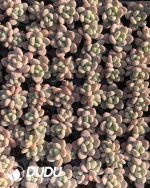 105pcs Graptopetalum Perfume Miul Seedlings