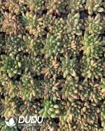 105pcs Echeveria Oracle Seedlings