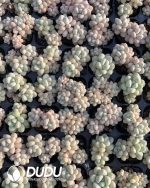105pcs Echeveria Bubble Gum Seedlings