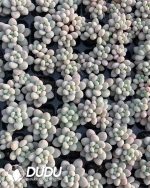 105pcs Pachyphytum Jenny Beauty Seedlings