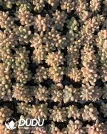 105pcs Echeveria Cheese Cake Seedlings