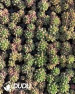 105pcs Echeveria Fireworks Seedlings