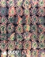 105pcs Echeveria Wan Sha Seedlings