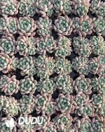 105pcs Echeveria Jade Ring Seedlings