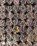 105pcs Echeveria Tynie Burger Seedlings