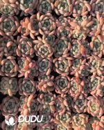 105pcs Echeveria Hetian Jade Seedlings
