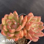 Echeveria Clear Sky Double Heads