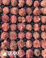 105pcs Echeveria Fengfei Seedlings