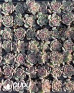 105pcs Echeveria Marcel Seedlings