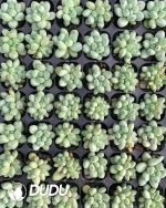105pcs Pachyphytum Green Heart Beauty Seedlings