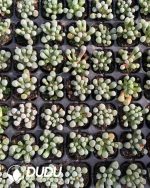 105pcs Fenestraria Rhopalophylla Seedlings